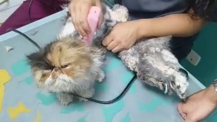 Gatitos rescatados