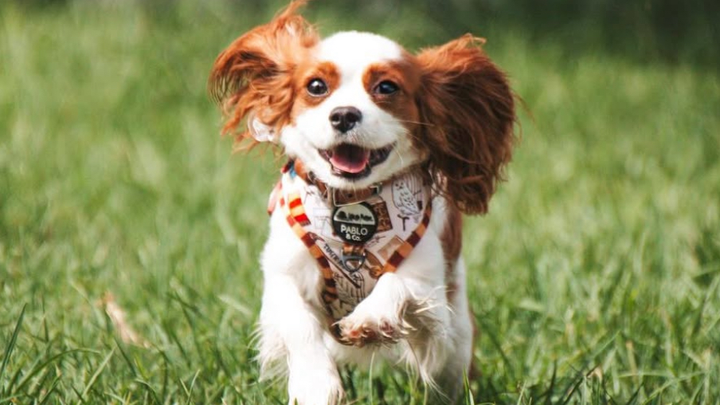 Tigerlily needs your help campaign photo, 1 of 3
