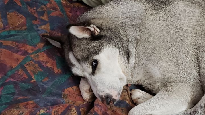 Misunderstood siberian hot sale husky rescue