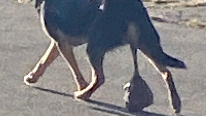 Help This Dog Get Surgery campaign photo, 1 of 3
