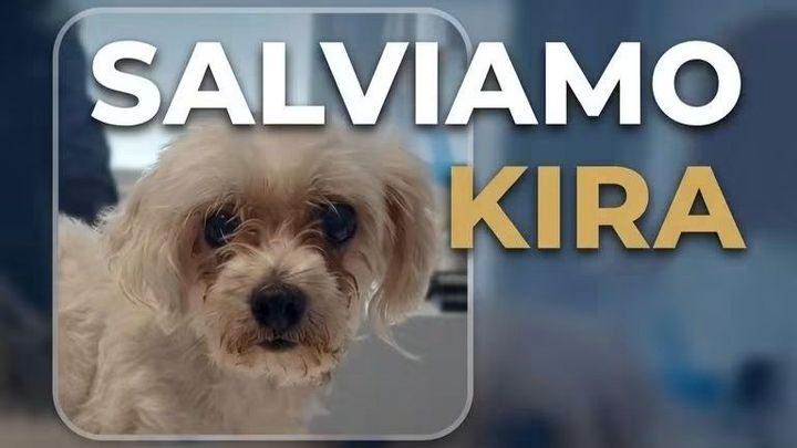 SALVIAMO KIRA campaign photo, 1 of 7
