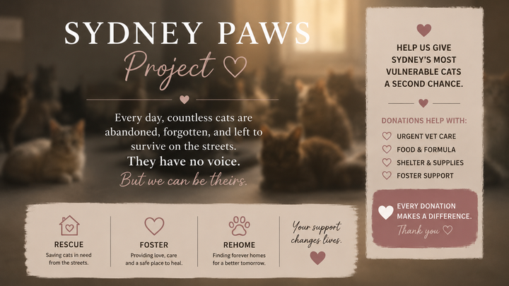 Help Sydney’s Forgotten Cats campaign photo, 1 of 8