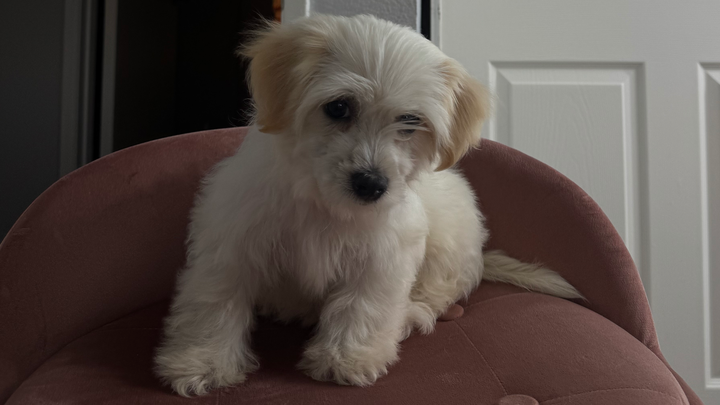 Support Toby’s Emergency Surgery Fund campaign photo, 1 of 3