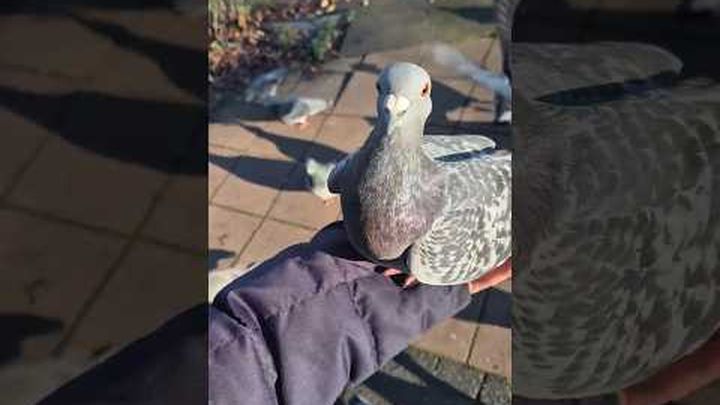 Doneer om duif Mocha naar een adoptielocatie te laten gaan. video thumbnail, 1 of 3