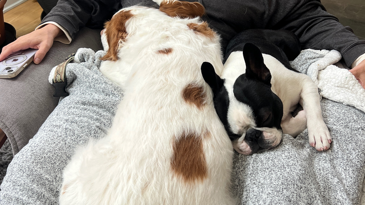 Help Local Pets Get the Care They Need campaign photo, 1 of 3