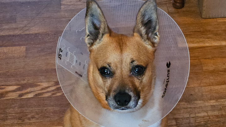 Support Taffy's Vet Bills After Attack campaign photo, 1 of 6