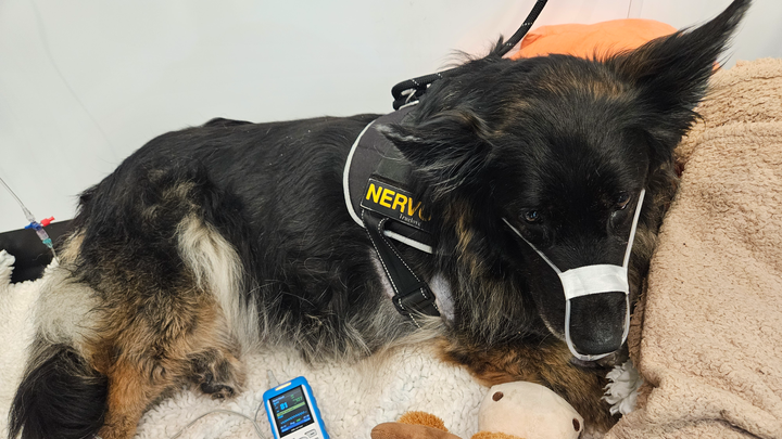 Donations to help my fur baby beat severe pneumonia campaign photo, 1 of 8