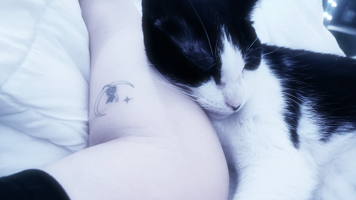 Desperate plea for help to buy food for us and cats campaign photo, 1 of 2