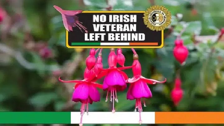 The Fuchsia Appeal for Homeless Irish Veterans campaign photo, 1 of 7