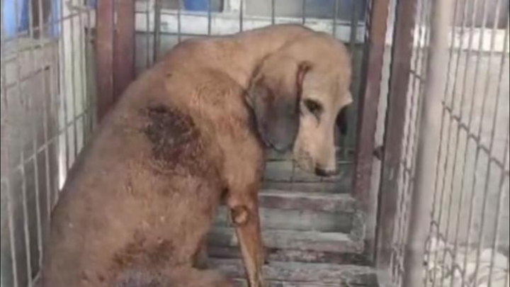 Please help IVAR Dogs. Donations urgently needed. campaign photo, 1 of 3