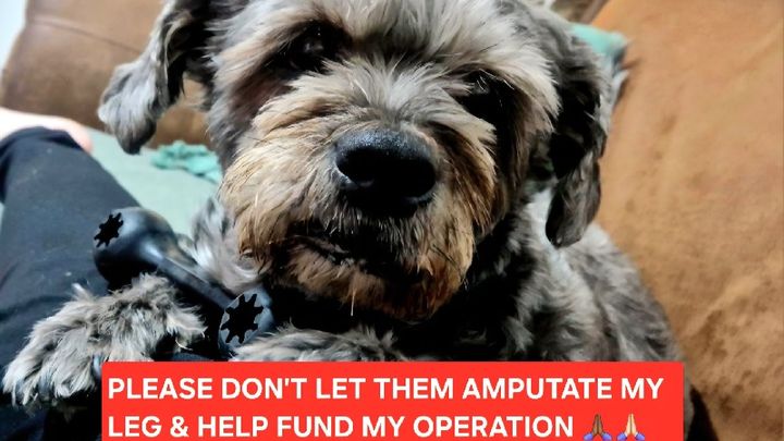 Please help prevent amputation & Donate to Buddy's surgery campaign photo, 1 of 7