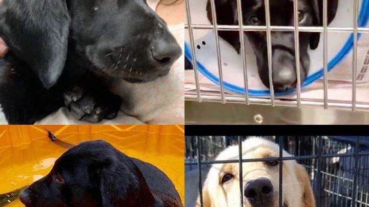 Save a 2024 lab rescue