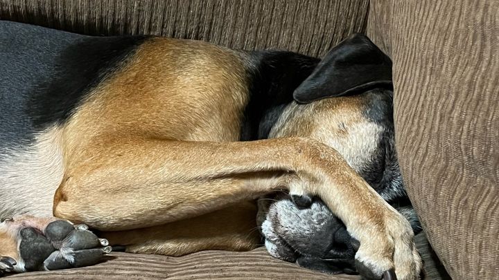 Help Brodie Heal: Support His Vet Care campaign photo, 1 of 8