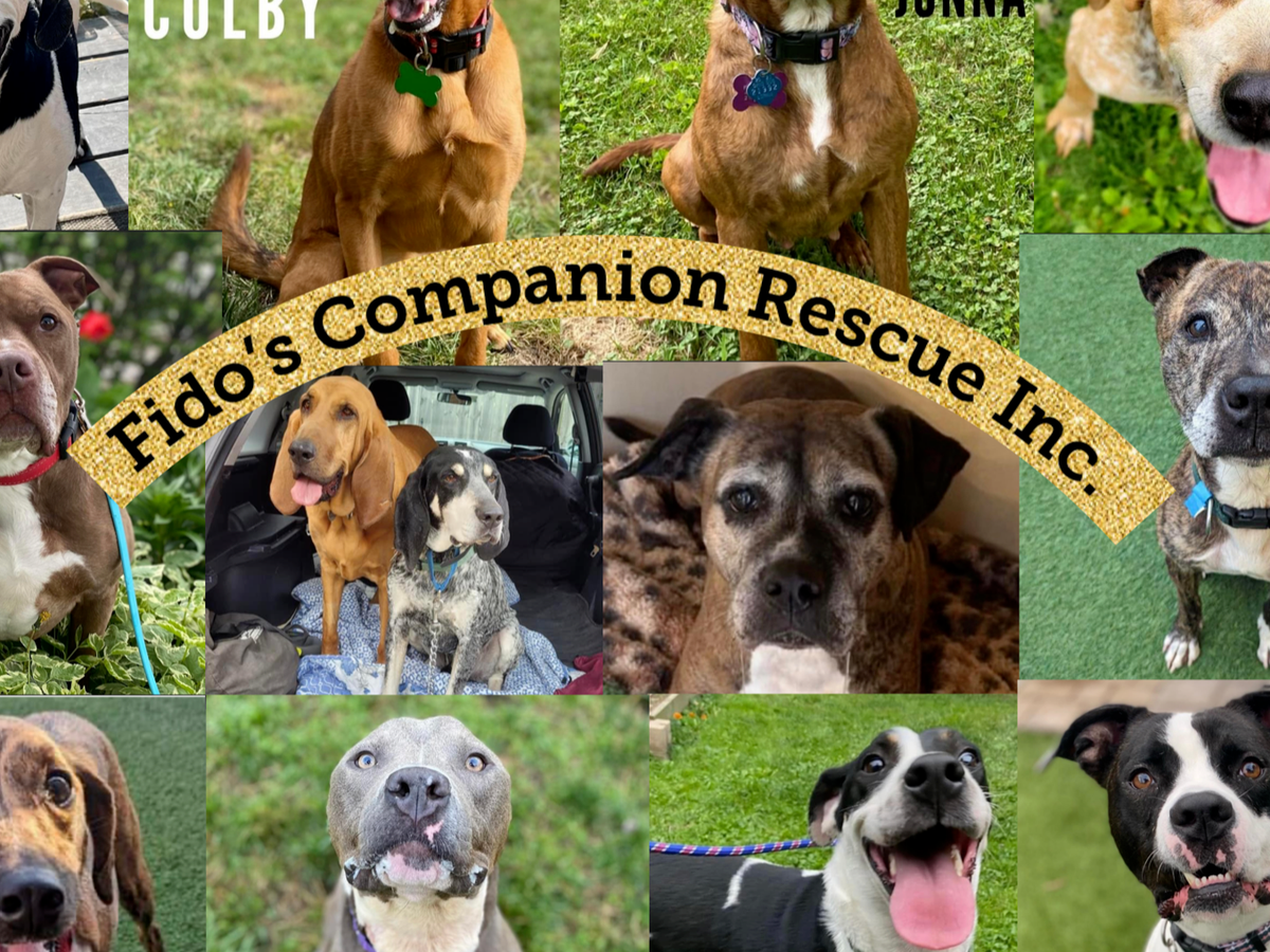 Fido's rescue hot sale