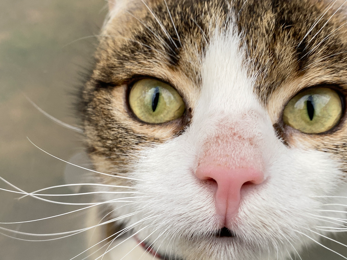 Sheriff: kleiner Kater, großes Leid campaign photo, 1 of 8