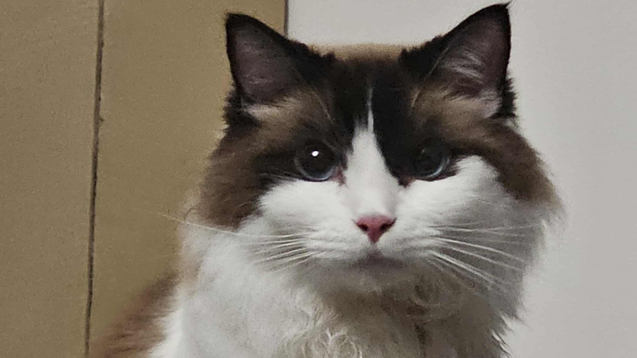 Dire Help Needed for Asthmatic Cat's Vet Bills and Tests campaign photo, 1 of 4