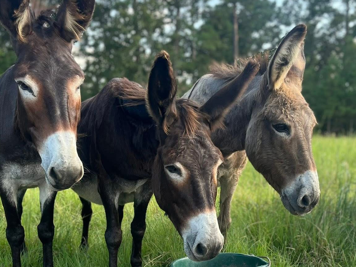 Donkeys in need campaign photo, 1 of 7