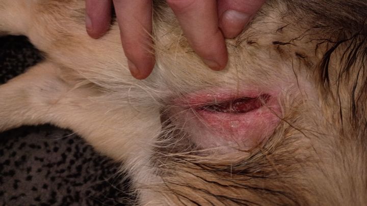 Help Save My Dog After Attack campaign photo, 1 of 5