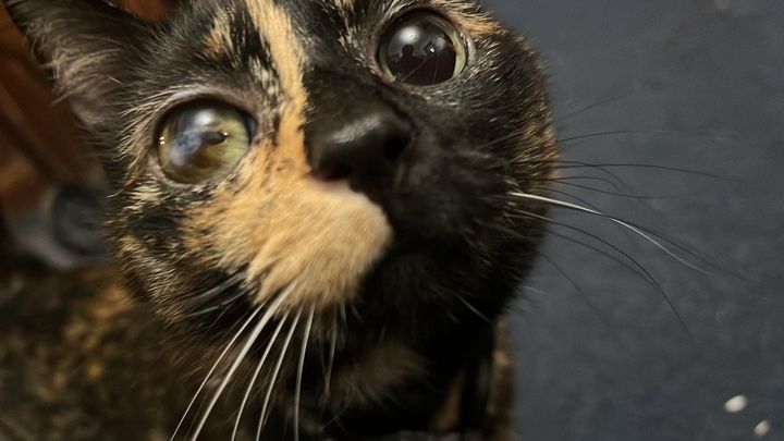 Help Bexley Get Urgent Dental Surgery campaign photo, 1 of 7