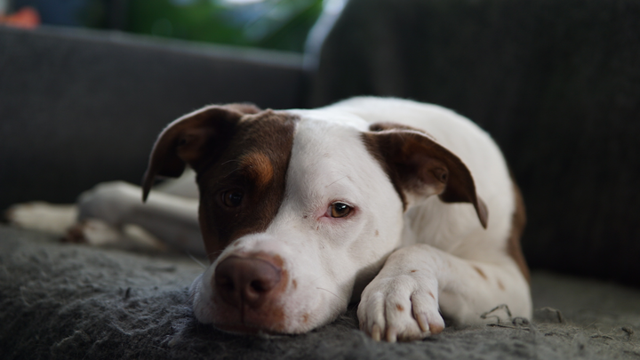 Support Bean's Life-Saving Procedure campaign photo, 1 of 8