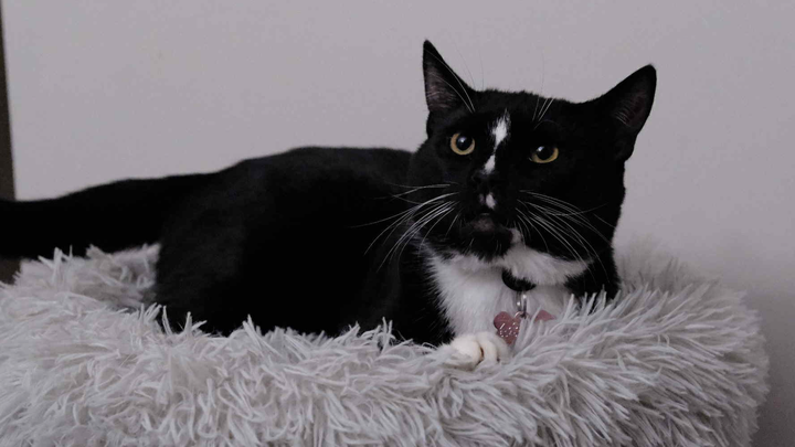 Please help my cat. campaign photo, 1 of 2