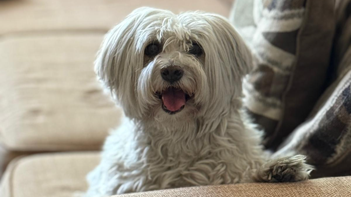 Donate to Mika's Emergency Surgery Fund campaign photo, 1 of 3