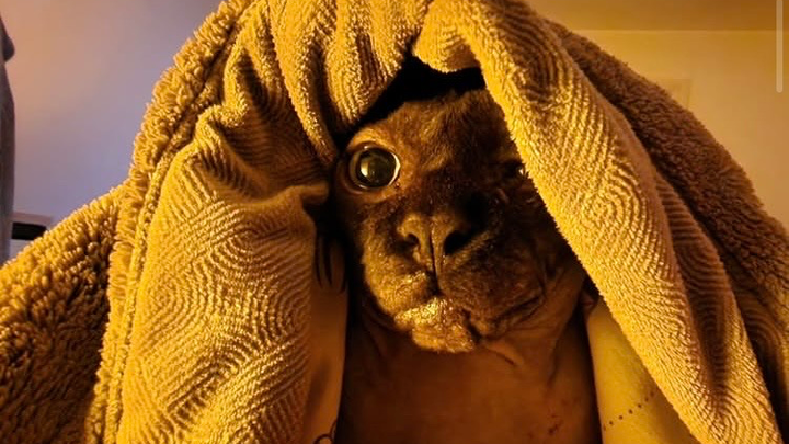 Please help give Boba the send off he deserves campaign photo, 1 of 3