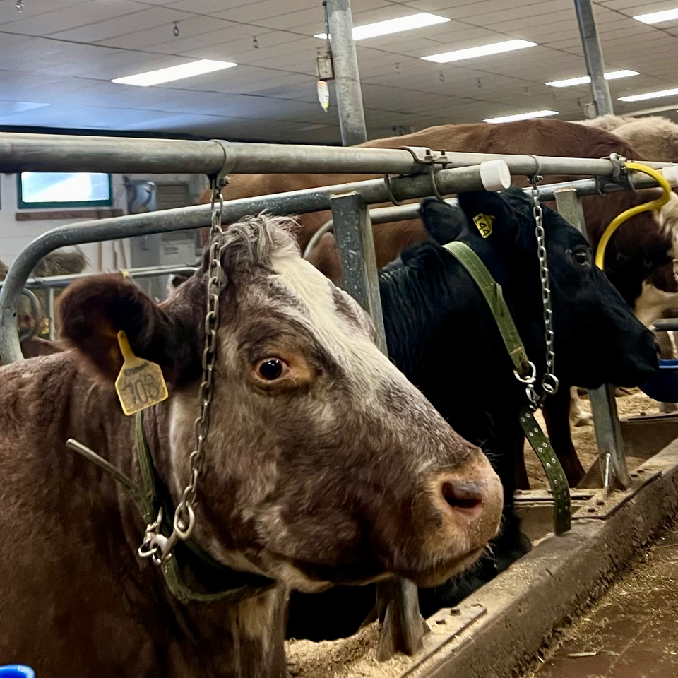 Support a Future Vet Tech's Education