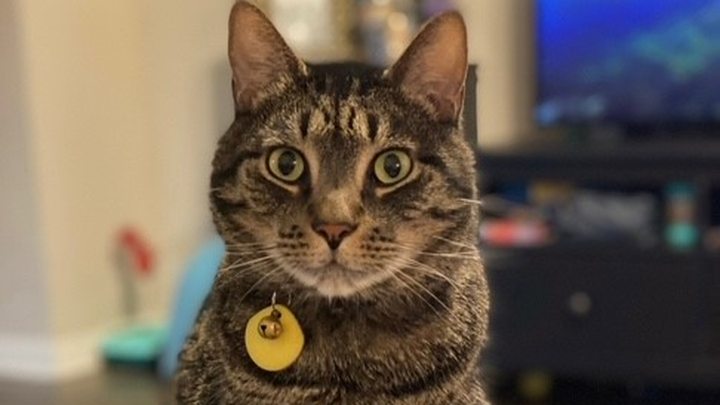 Bring Batman Home- A Vet Tech's Beloved Cat is Missing campaign photo, 1 of 5