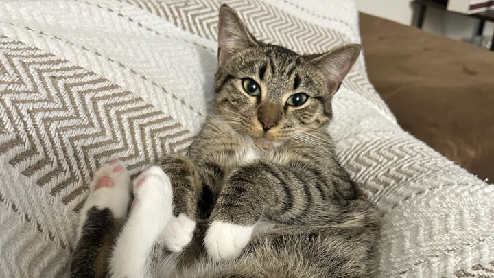 Support Millie's Life-Saving Surgery campaign photo, 1 of 8