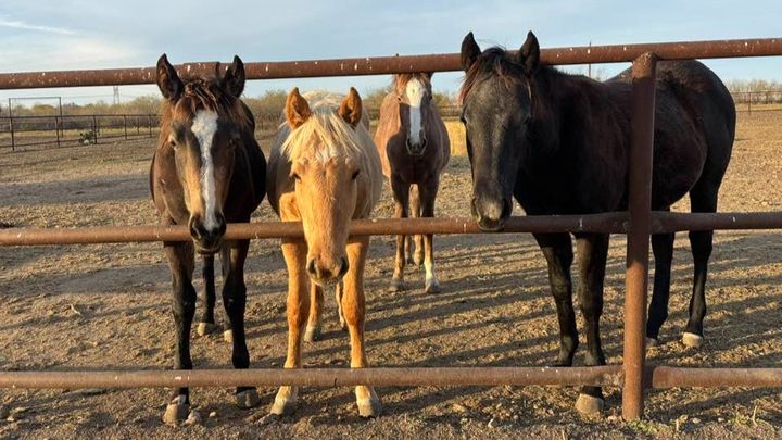 Help Andria Save Her Weanlings campaign photo, 1 of 3