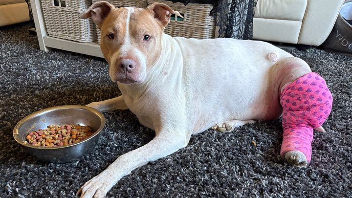 Support Jersey Rose’s URGENT Life-Saving Surgery! campaign photo, 1 of 3