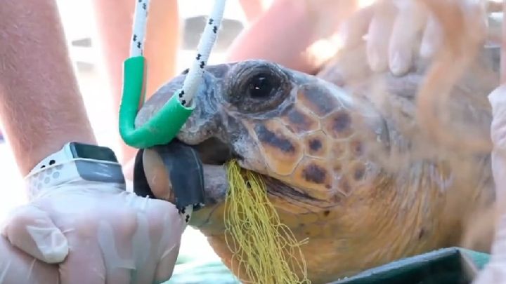 Help me save sea turtles in Kefalonia! campaign photo, 1 of 8
