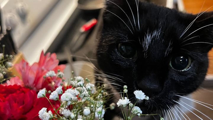 Debt due to unexpected vet expenses. campaign photo, 1 of 8