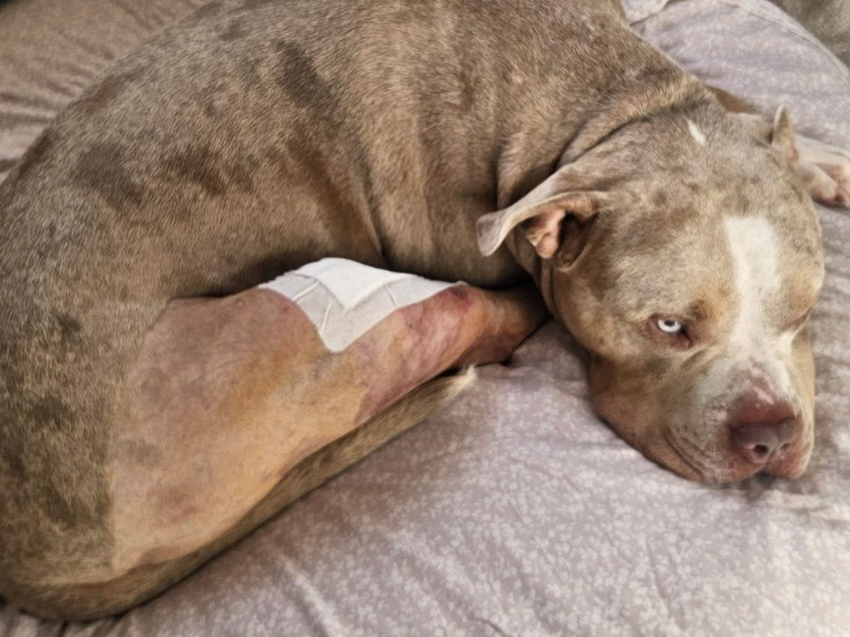 Creeds Fundraiser by Ryan De-Ste-Croix : Creeds road to recovery