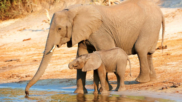 Help animal welfare in Africa. campaign photo, 1 of 8