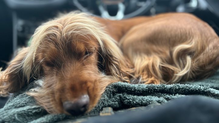 Help Me Save My Best Friend