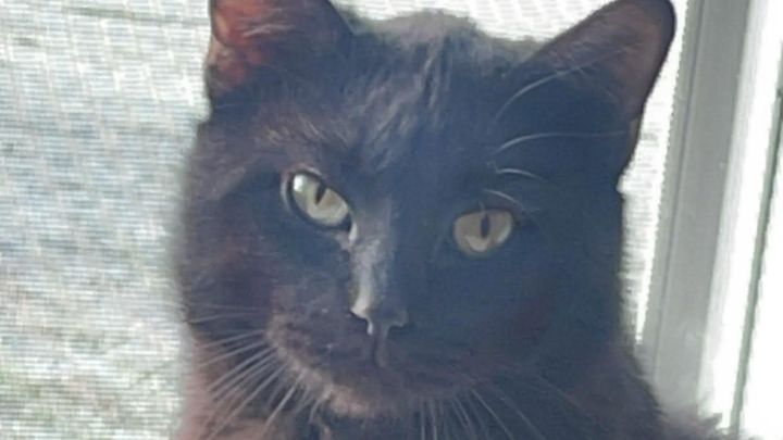 Help Morris with Urinary Blockage Recovery campaign photo, 1 of 8