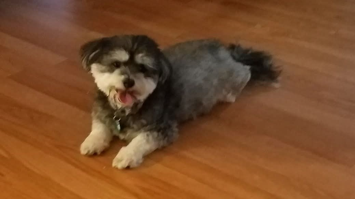 Save Leonard: Help Fund His Life-Saving Surgery campaign photo, 1 of 6