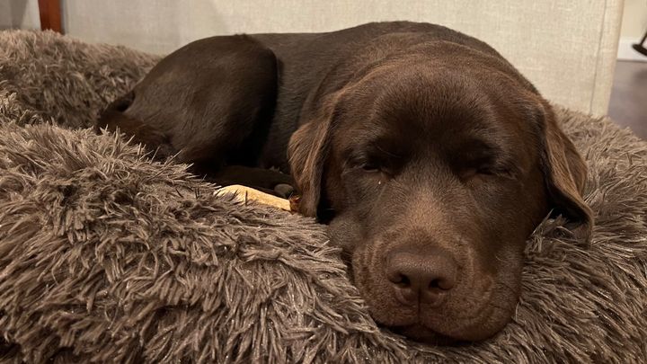 Help Juniper Get Back on All Four Paws campaign photo, 1 of 6