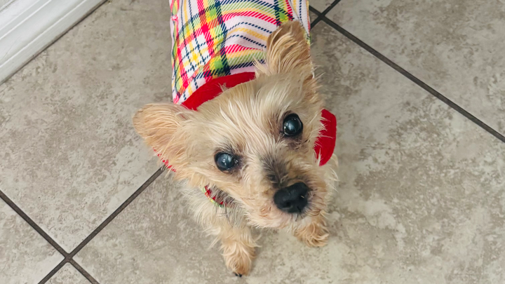 Help Chloe 15 year-old Yorkie with ongoing medical needs campaign photo, 1 of 7