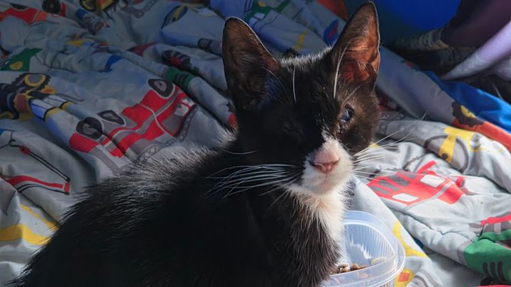 Help Keller Heal: Surgery & Care for a Stray Cat campaign photo, 1 of 4