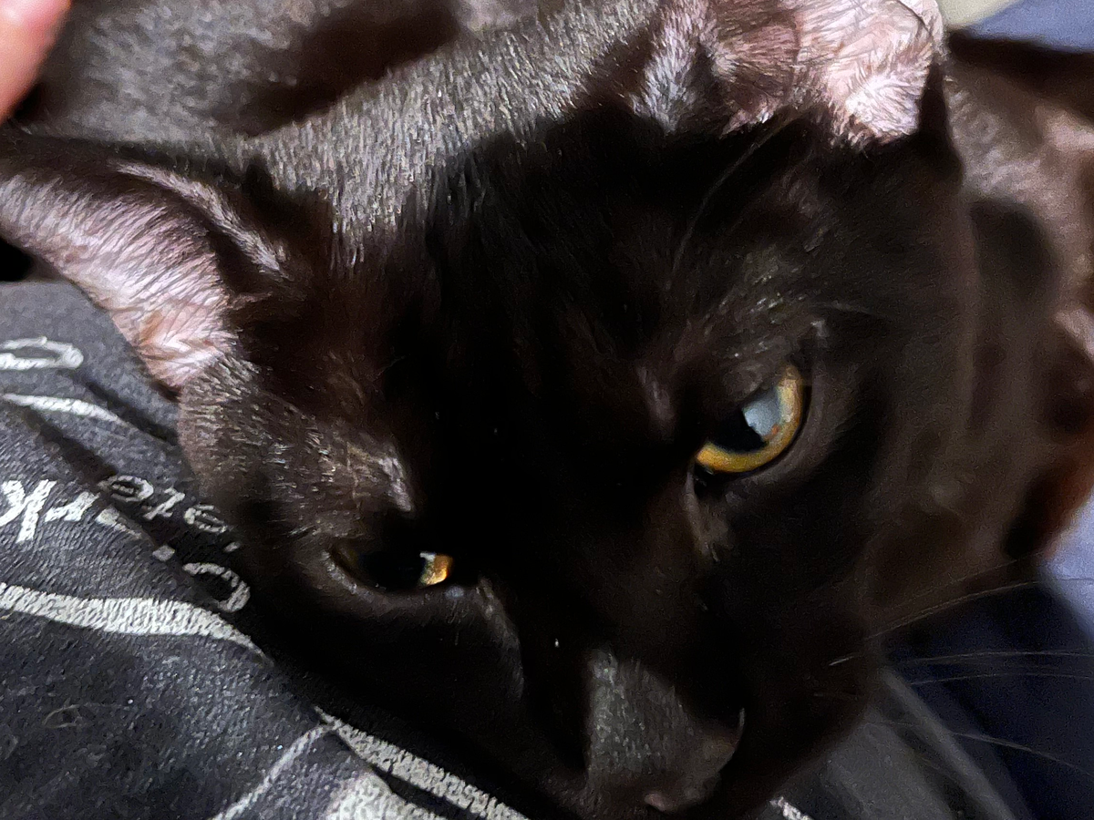 Support Vet Appointments for Rescued Cat campaign photo, 1 of 5