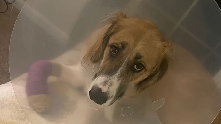 Help Burrow Heal After Leg Amputation campaign photo, 1 of 6