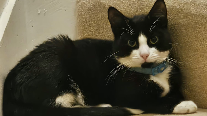 Kitten Season Exposed — Q-Tip's fight to survive campaign photo, 1 of 5