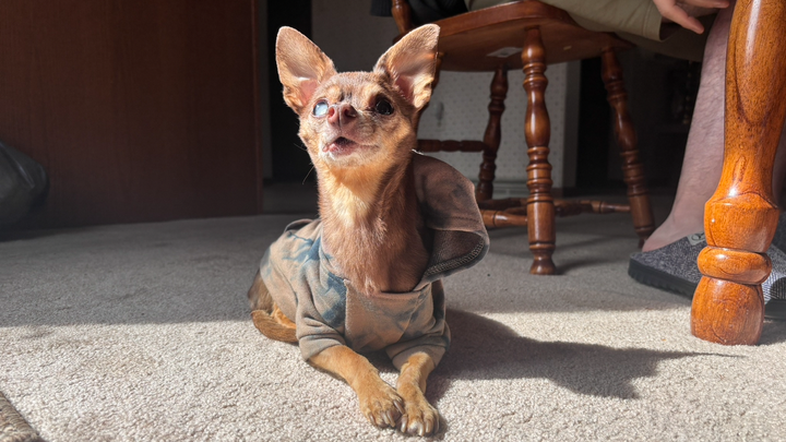 Please Help Jupiter Get Treatment campaign photo, 1 of 8