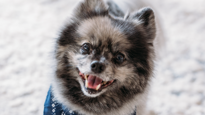 Help save Albie ❤️ campaign photo, 1 of 8