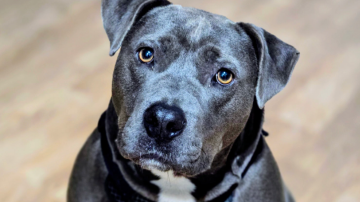 Support Paulie’s Heartworm Treatment Journey campaign photo, 1 of 8
