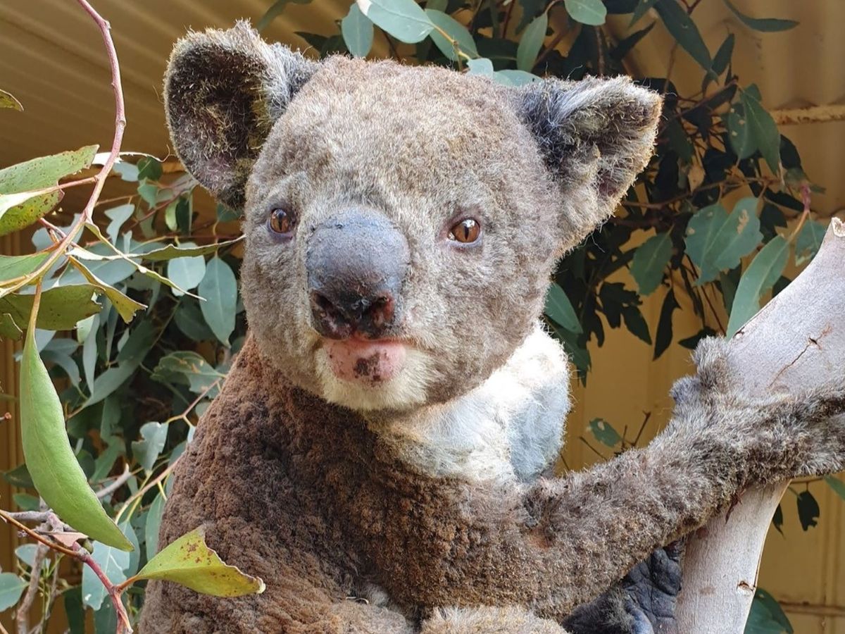 Fundraiser By Dana Mitchell Help Save Kangaroo Islands Koalas