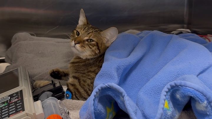 Francoise emergency surgery for internal bleeding